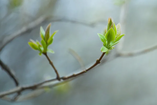 A primeira primavera folhas suaves, botões e ramos macro backgrou — Fotografia de Stock