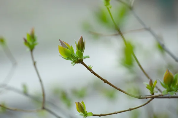 Az első tavaszi szelíd levelek, rügyek és ágak makró háttérb — Stock Fotó