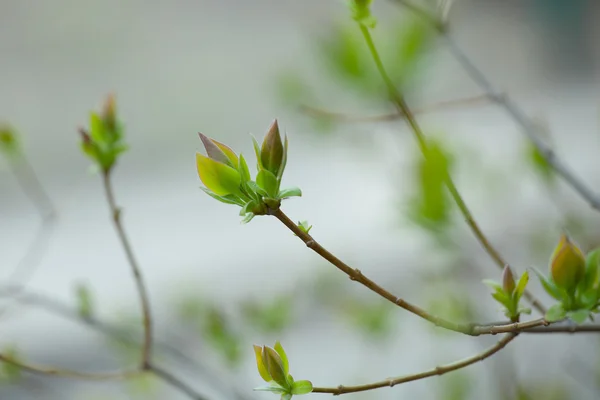 A primeira primavera folhas suaves, botões e ramos macro backgrou — Fotografia de Stock