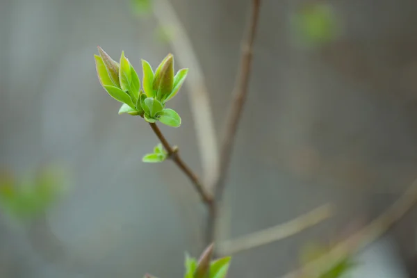Die ersten frühlingshaften zarten Blätter, Knospen und Äste Makro-Backgrou — Stockfoto