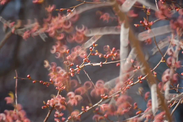 Albero fiorito coperto di fiori, boccioli, boccioli e foglie — Foto Stock