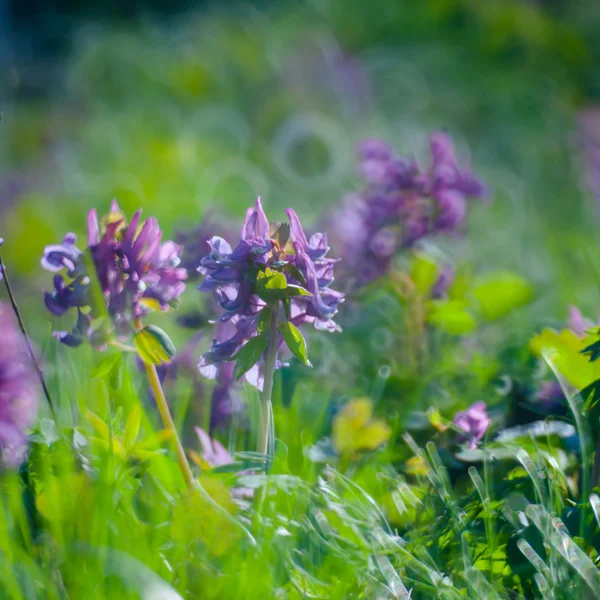 初春の花 — ストック写真