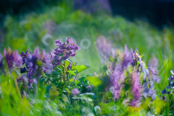 Premières fleurs printanières — Photo