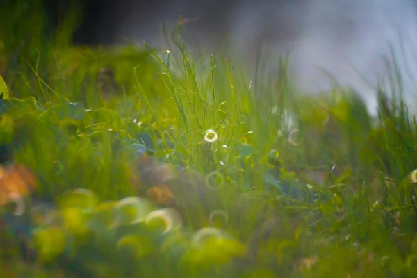 Primeira primavera flores e grama — Fotografia de Stock