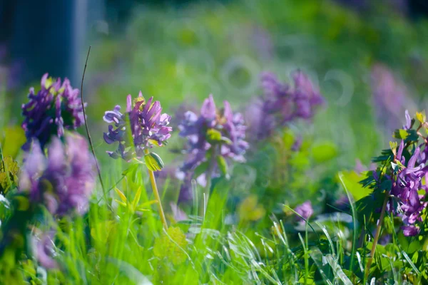 Eerste Lentebloemen en gras — Stockfoto