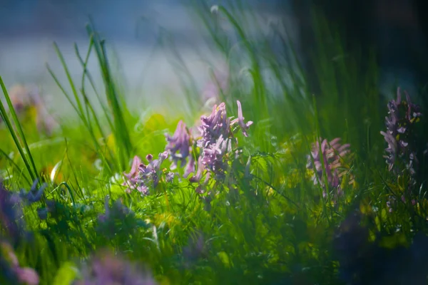 Premières fleurs printanières et herbe — Photo