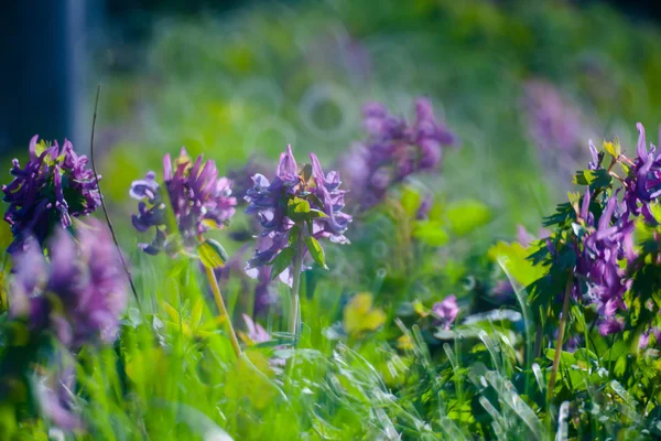 Premières fleurs printanières et herbe — Photo