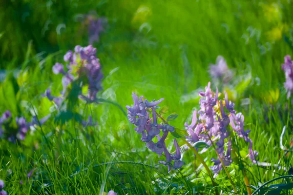 Erste Frühlingsblumen und Gras — Stockfoto
