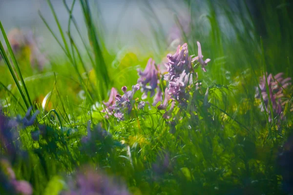 Premières fleurs printanières et herbe — Photo