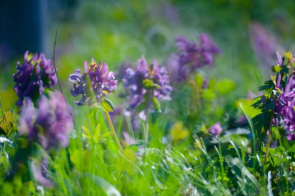 Första våren blommor och gräs — Stockfoto