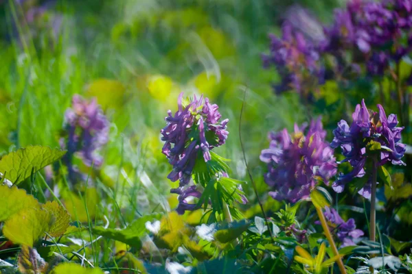 Premières fleurs printanières et herbe — Photo