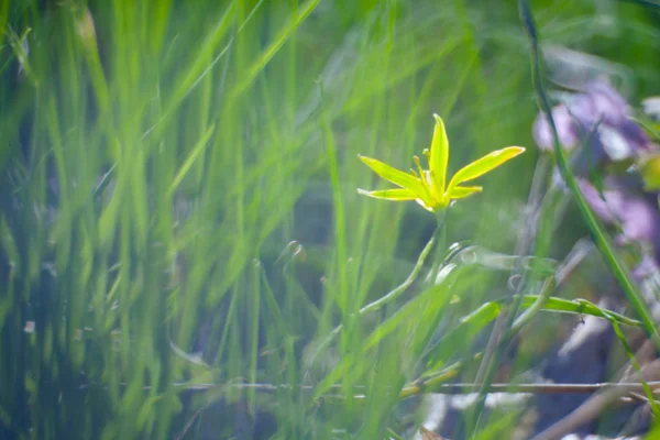 첫 번째 봄 꽃과 잔디 — 스톡 사진