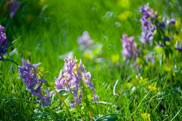 Erste Frühlingsblumen und Gras — Stockfoto