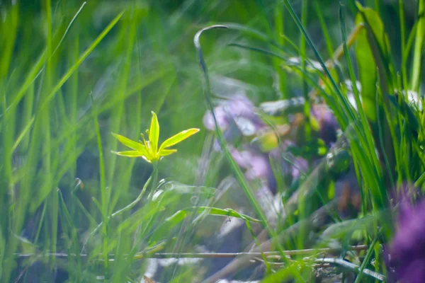 Primeiras flores de primavera — Fotografia de Stock