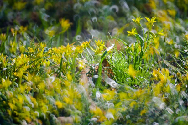 Flores de primavera — Fotografia de Stock