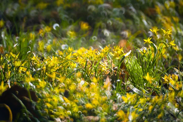 Flores de primavera — Fotografia de Stock