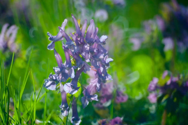 Blomväxter — Stockfoto