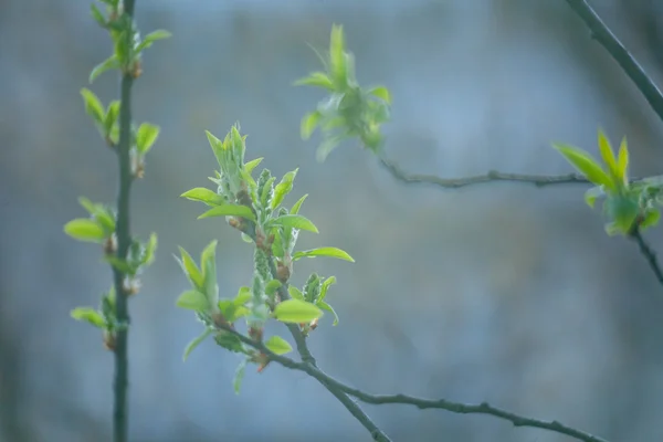 Spring flowers — Stock Photo, Image