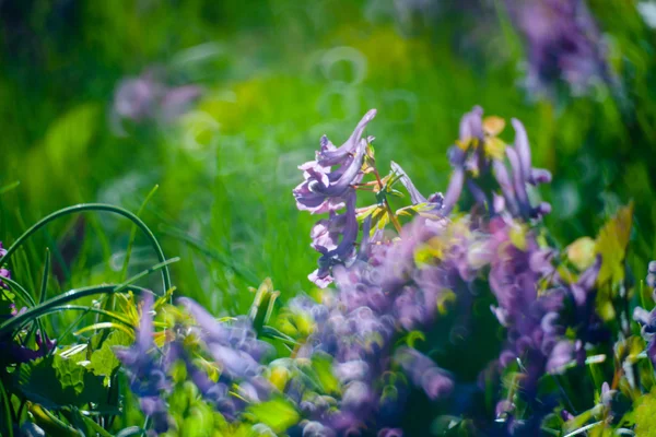 Fiori primaverili — Foto Stock