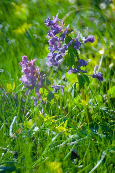 Flores de primavera —  Fotos de Stock