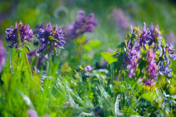 Flores de primavera — Fotografia de Stock