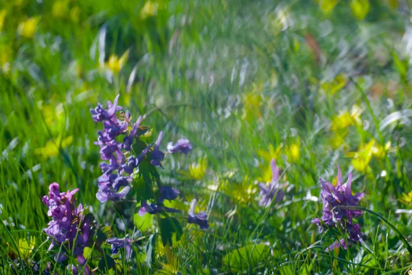 Frühlingsblumen — Stockfoto