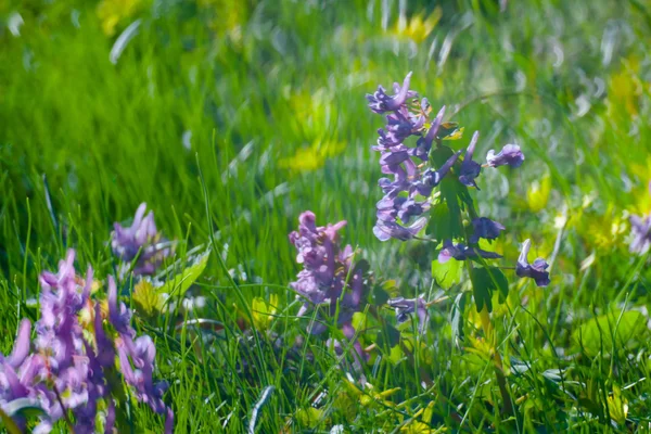 Flores de primavera —  Fotos de Stock