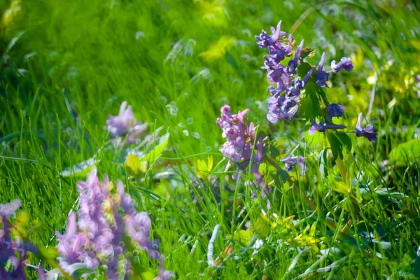 Зеленая летняя трава — стоковое фото