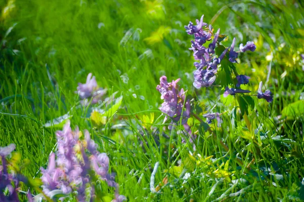 Grünes Sommergras — Stockfoto