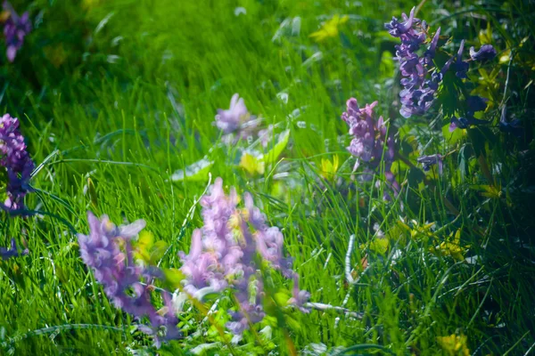 Grama de verão verde — Fotografia de Stock