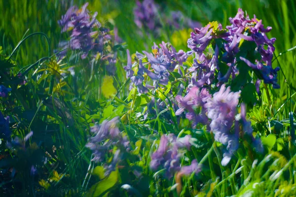 Grünes Sommergras — Stockfoto