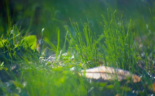 Erba verde estiva — Foto Stock