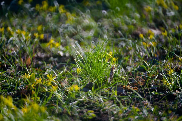 Verde hierba de verano —  Fotos de Stock