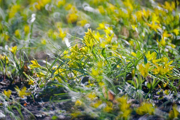 Herbe verte d'été — Photo