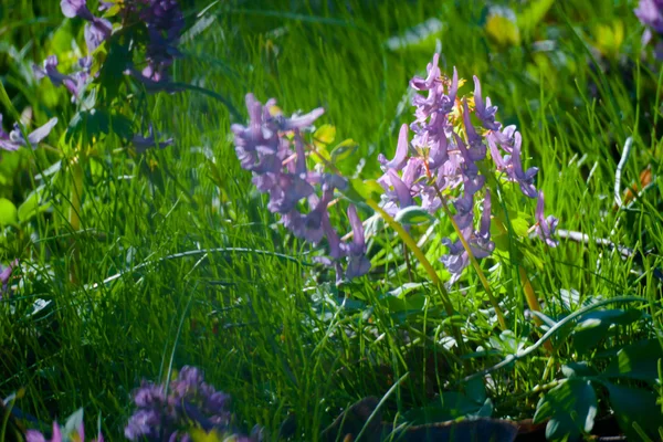 Herbe verte d'été — Photo