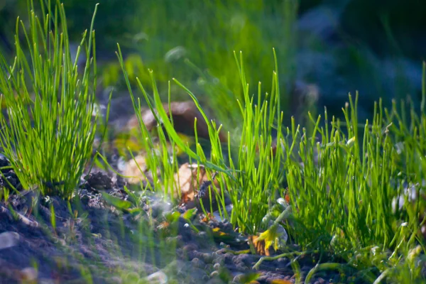 녹색 여름 잔디 — 스톡 사진