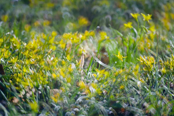 Flores amarillas en Green Summer Grass Meadow —  Fotos de Stock