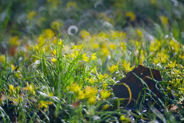 Flores amarelas em Green Summer Grass Meadow — Fotografia de Stock