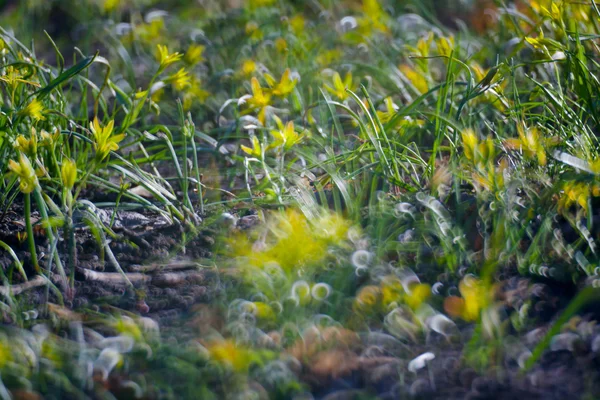 Gelbe Blumen auf der grünen Sommergraswiese — Stockfoto