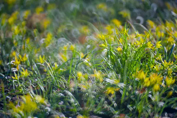 Flores amarillas en Green Summer Grass Meadow —  Fotos de Stock