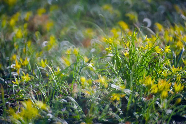 Gula blommor i grönt gräs Sommaräng — Stockfoto