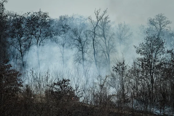 Fuoco e fumo nella foresta — Foto Stock