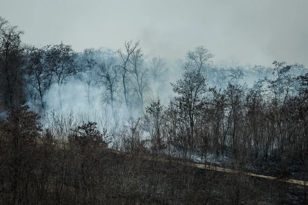 Brand och rök i skogen — Stockfoto