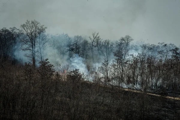 Brand och rök i skogen — Stockfoto