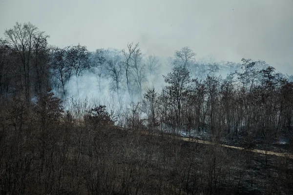 Fuoco e fumo nella foresta — Foto Stock