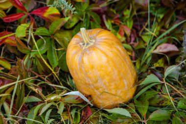 Kabak aydınlatma mum sonbahar yaprakları ile