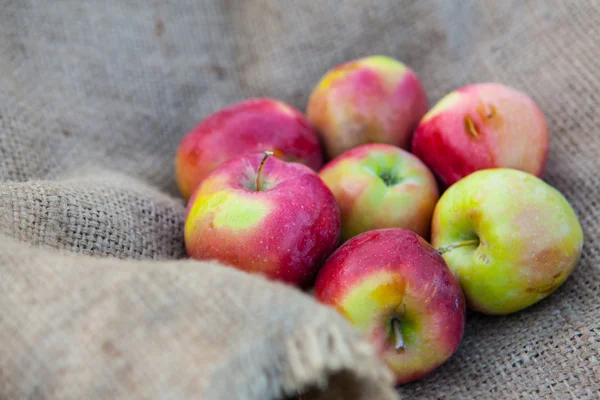 Frische Ernte der Äpfel. — Stockfoto