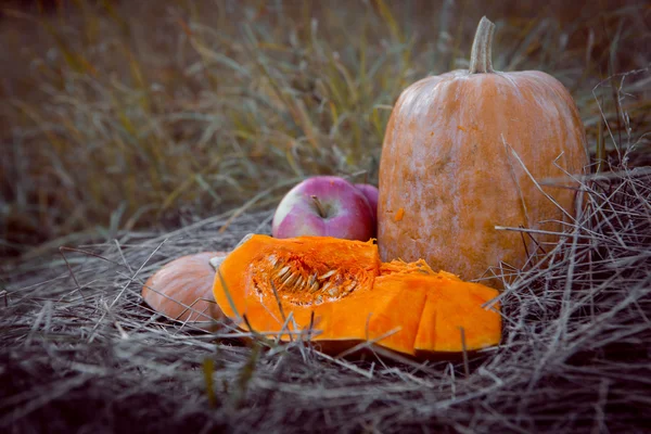 Pumpkin patch field with different typ of huge pumpkins for halloween or thanksgiving holiday. — Stock Photo, Image