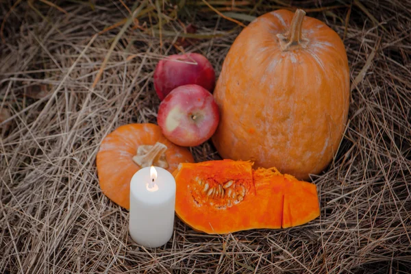 Pumpkin patch field with different typ of huge pumpkins for halloween or thanksgiving holiday. — Stock Photo, Image