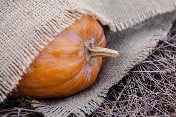 Campo de parche de calabaza con diferentes tipos de calabazas enormes para Halloween o vacaciones de acción de gracias . — Foto de Stock